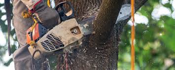 Best Tree Risk Assessment  in Swainsboro, GA